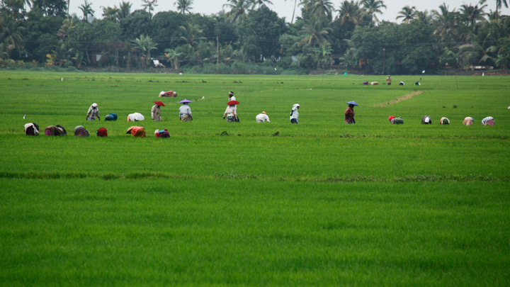 Early morning harvest in millet fields